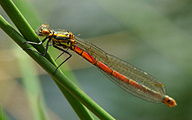 Large Red Damsel (Pyrrhosoma nymphula)